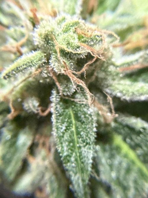 Lemon Haze Auto. Week 9