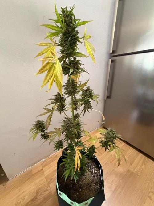 Sour Diesel by Barneys Farm. Week 12