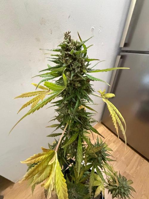 Sour Diesel by Barneys Farm. Week 12