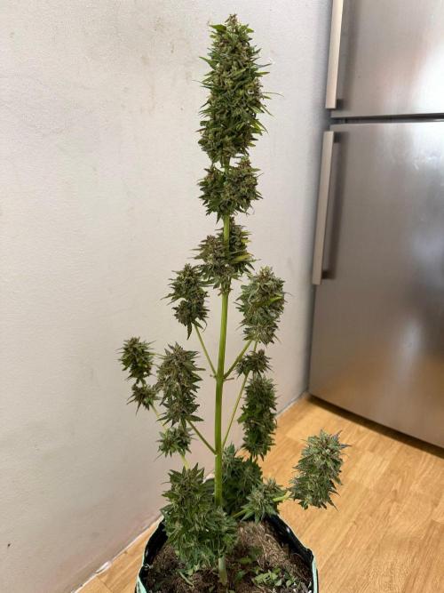 Sour Diesel by Barneys Farm. Week 12