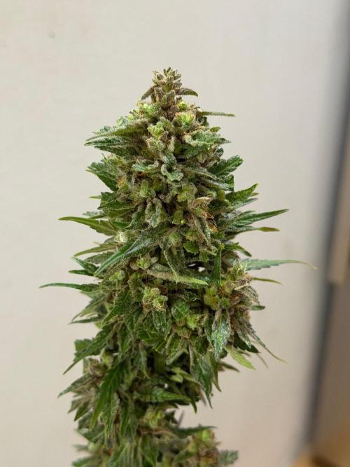 Sour Diesel by Barneys Farm. Week 12