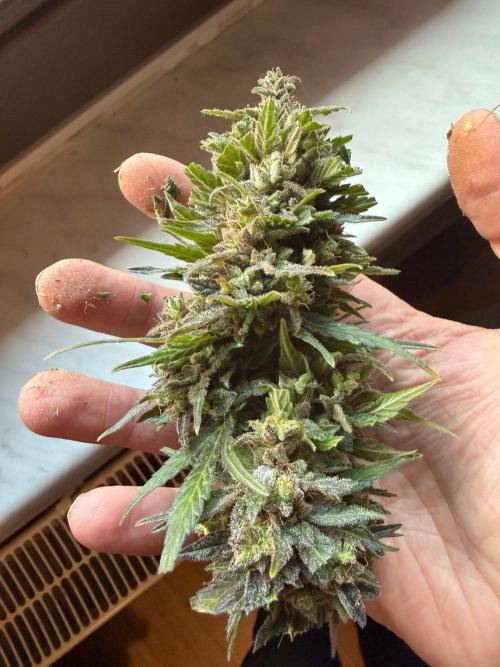 Sour Diesel by Barneys Farm. Week 12