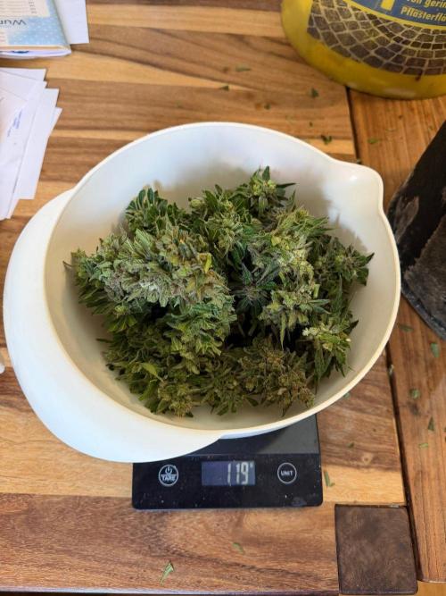 Sour Diesel by Barneys Farm. Week 12