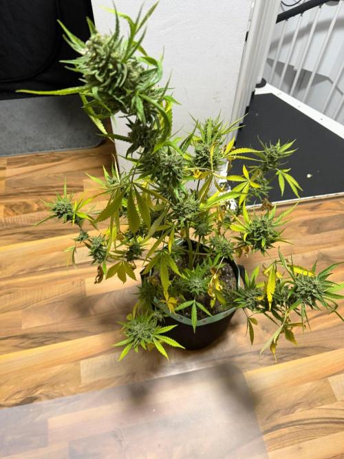 Lemon Haze by Barneys Farm. Week 11