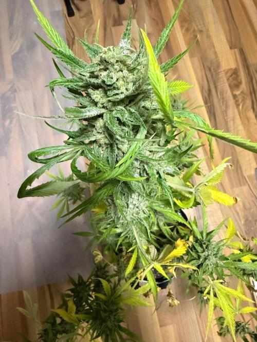 Lemon Haze by Barneys Farm. Week 11