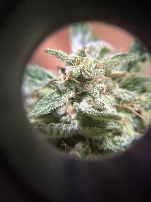 Lemon Haze by Barneys Farm. Week 11