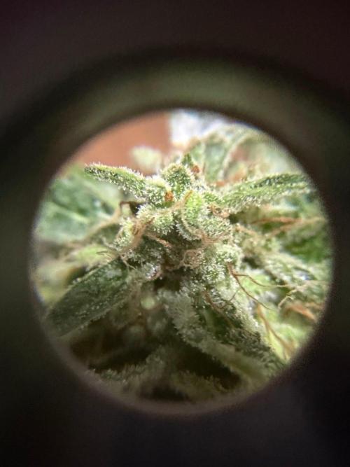 Lemon Haze by Barneys Farm. Week 11