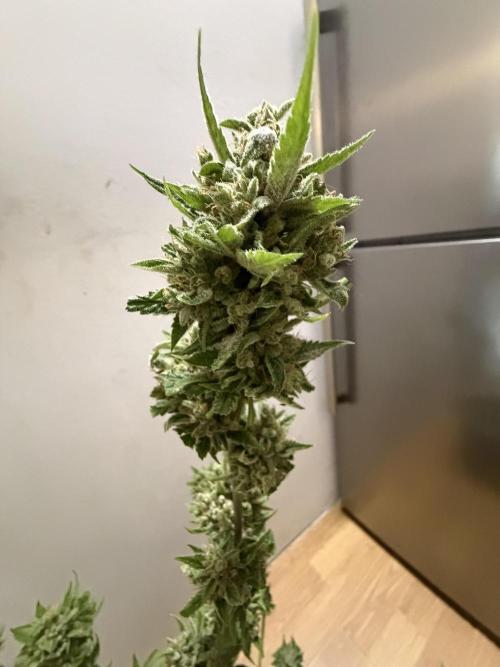 Lemon Haze by Barneys Farm. Week 12