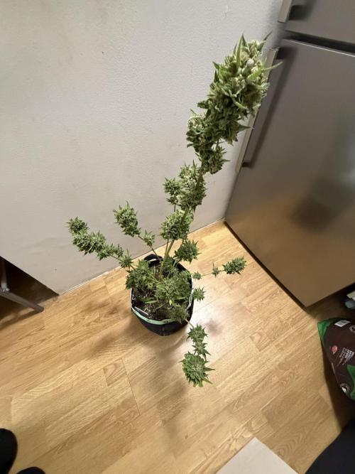 Lemon Haze by Barneys Farm. Week 12