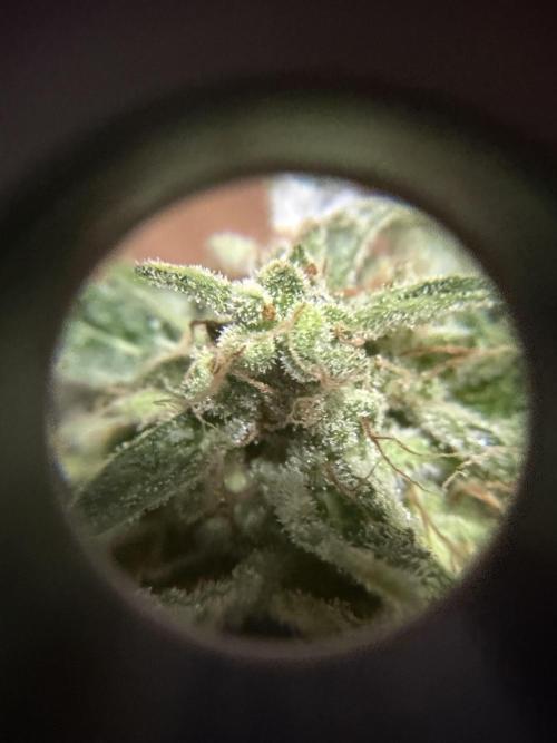 Lemon Haze by Barneys Farm. Week 12