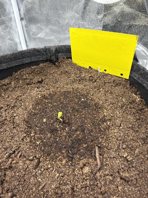 Papaya Spritzer by Sensi Seeds. Week 0