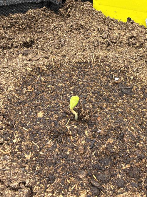 Papaya Spritzer by Sensi Seeds. Week 0
