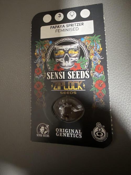 Papaya Spritzer by Sensi Seeds. Week 0
