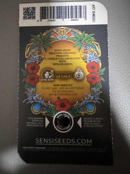Papaya Spritzer by Sensi Seeds. Week 0