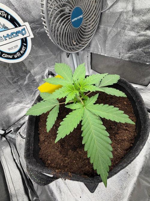 Papaya Spritzer by Sensi Seeds. Week 2
