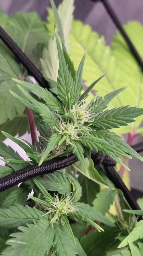 Tangie / Automatic