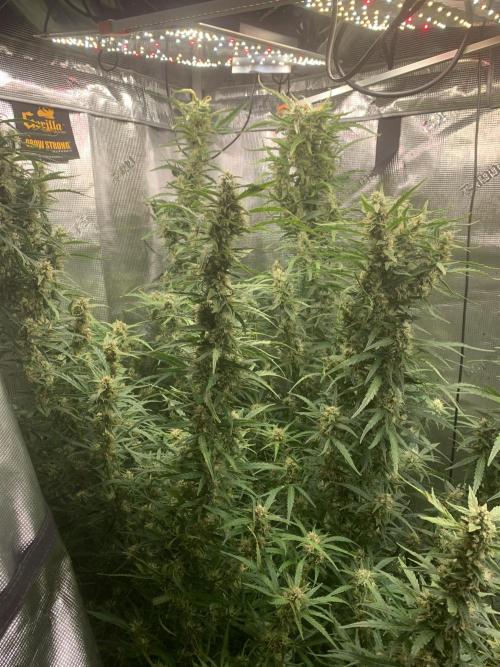 see what happens. Week 11