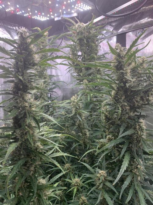 see what happens. Week 11 - Fuzzing out nicely z-up