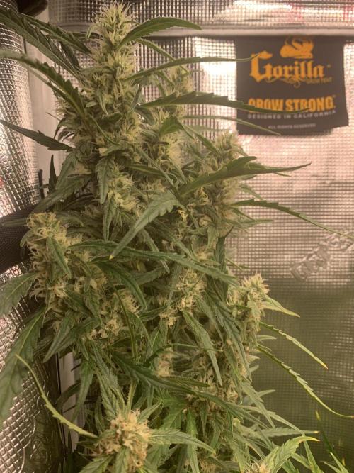 see what happens. Week 11 - Buds are filling in z-up