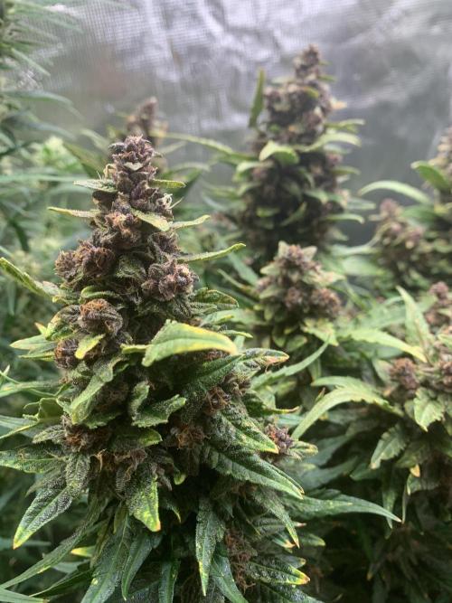 see what happens. Week 11 - Frost banger and it doesn’t lie