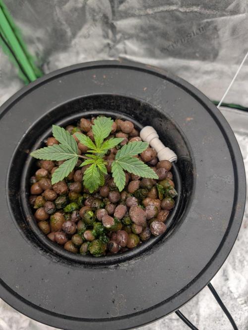 Ceareal Milk. Week 1