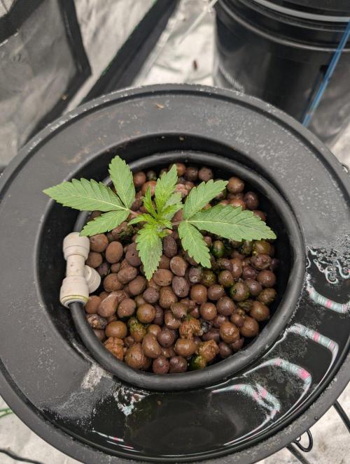 Ceareal Milk. Week 1
