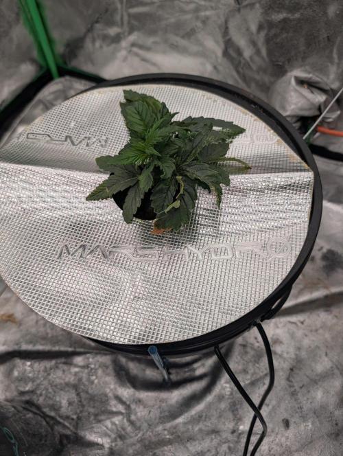 Ceareal Milk. Week 2 - Plant 2 had a PH problem that got bellow 5.  Not sure why.