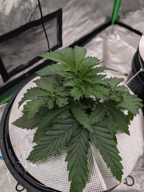 Ceareal Milk. Week 2 - Plant 1