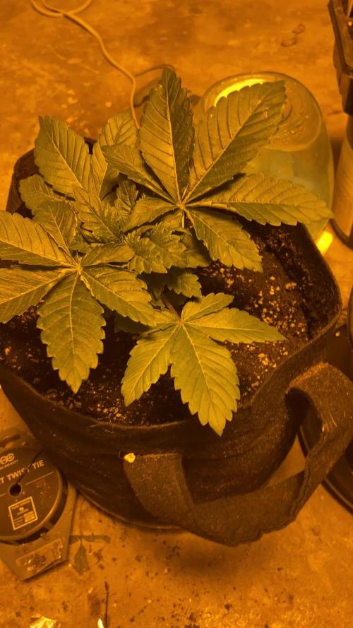 Cement Shoes and Wedding Cake Canuk Elite S