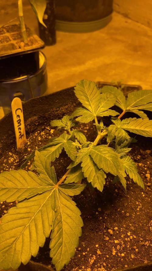 Cement Shoes and Wedding Cake Canuk Elite S