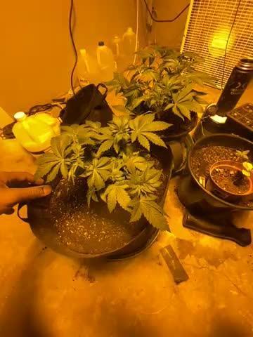 Cement Shoes and Wedding Cake Canuk Elite S