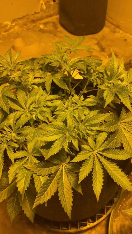 Cement Shoes and Wedding Cake Canuk Elite S