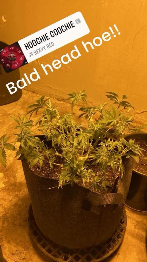 Cement Shoes and Wedding Cake Canuk Elite S