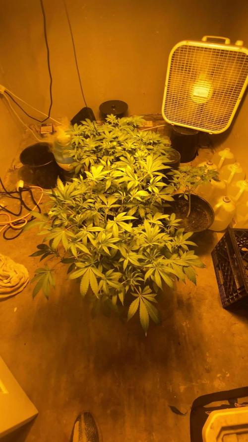 Cement Shoes and Wedding Cake Canuk Elite S