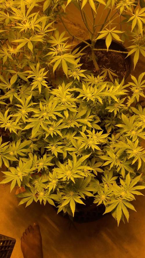 Cement Shoes and Wedding Cake Canuk Elite S