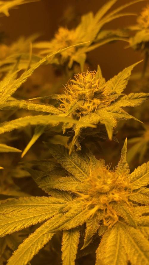 Cement Shoes and Wedding Cake Canuk Elite S