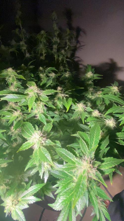 Cement Shoes and Wedding Cake Canuk Elite S