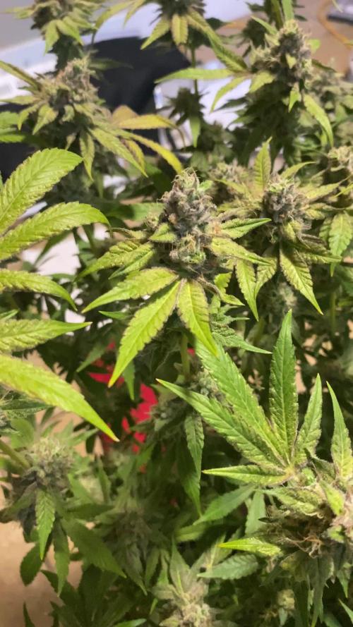 Cement Shoes and Wedding Cake Canuk Elite S