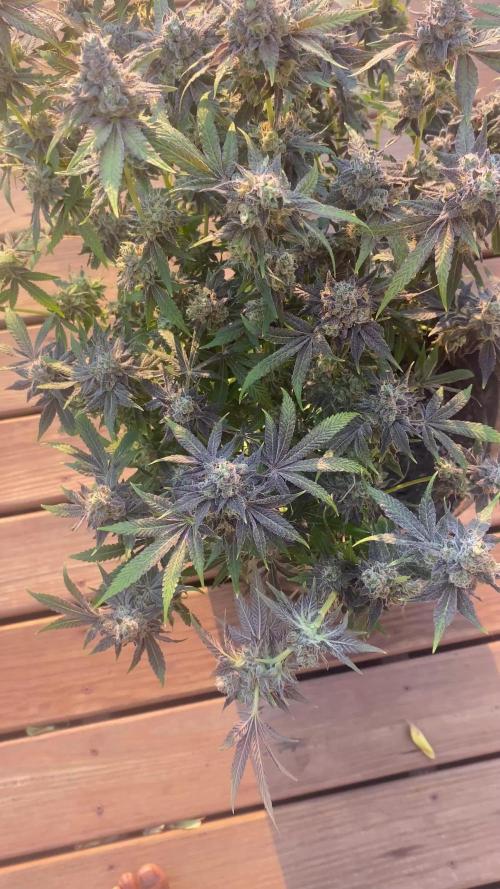 Cement Shoes and Wedding Cake Canuk Elite S