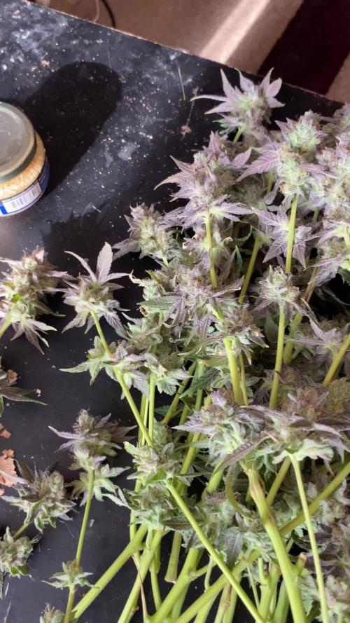 Cement Shoes and Wedding Cake Canuk Elite S