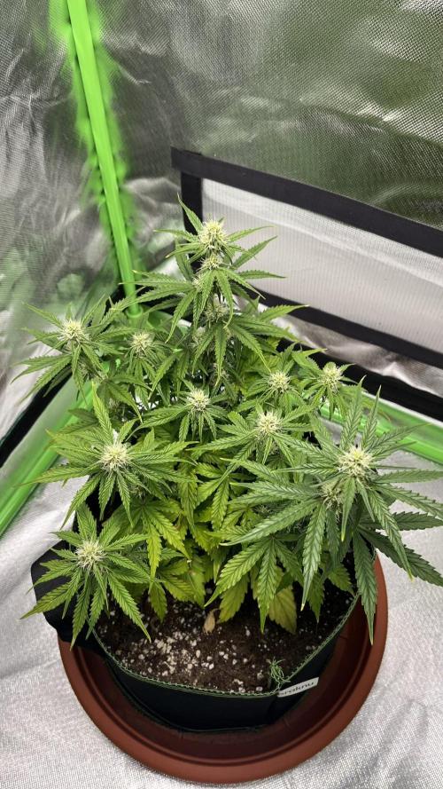 Pineapple Express - Fall 2025. Week 6