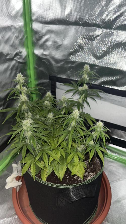 Pineapple Express - Fall 2025. Week 6