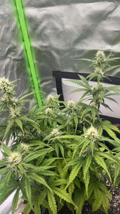 Pineapple Express - Fall 2025. Week 6