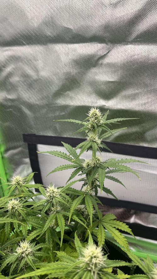 Pineapple Express - Fall 2025. Week 6