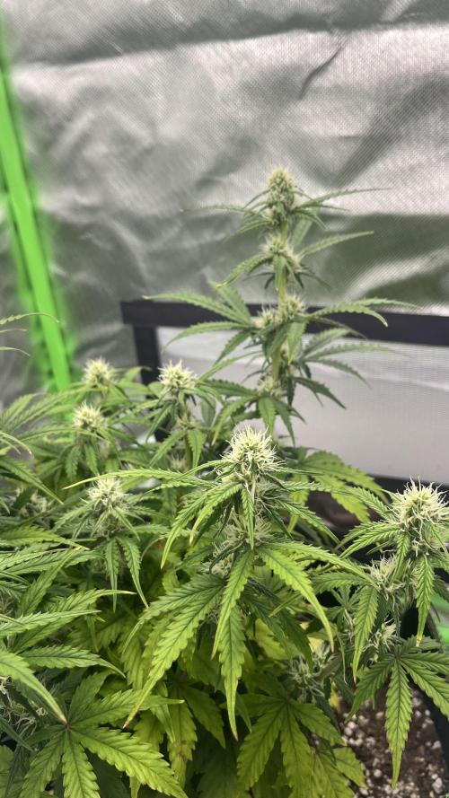 Pineapple Express - Fall 2025. Week 6