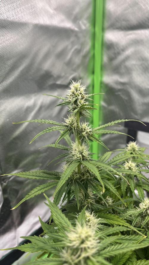 Pineapple Express - Fall 2025. Week 6