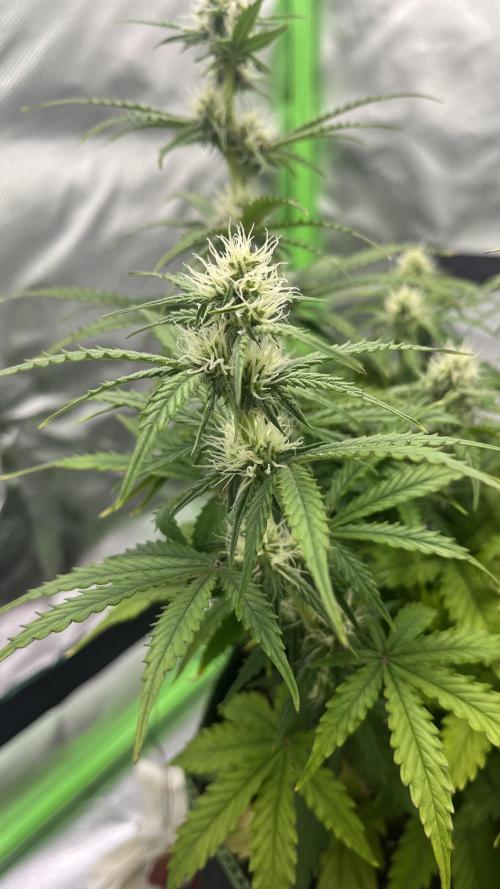 Pineapple Express - Fall 2025. Week 6