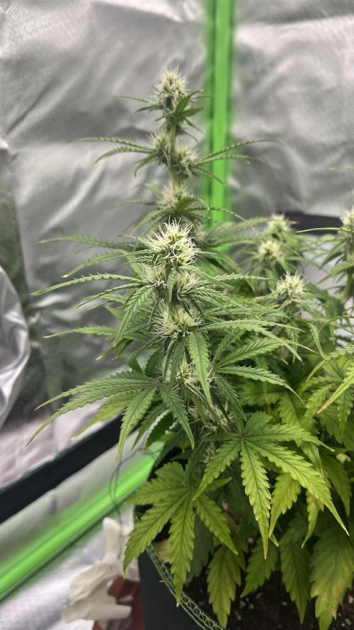 Pineapple Express - Fall 2025. Week 6