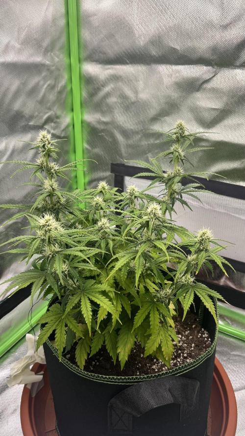 Pineapple Express - Fall 2025. Week 6