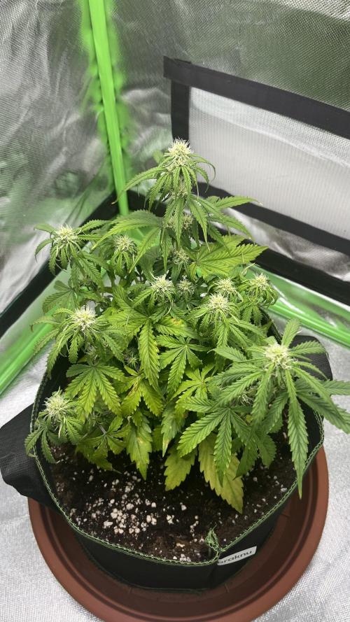 Pineapple Express - Fall 2025. Week 5